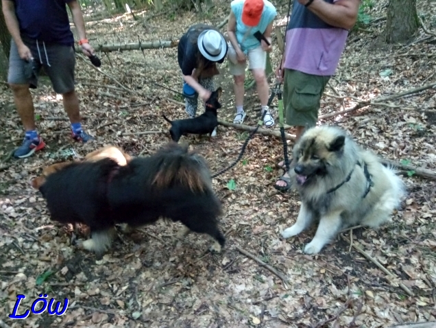 24.6.2025 - Howard, Hugo und Dwix